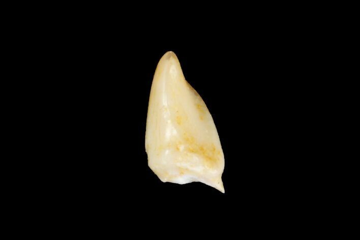 Eocene Primate (Necrolemur) Tooth Crown Fossil - France #179980